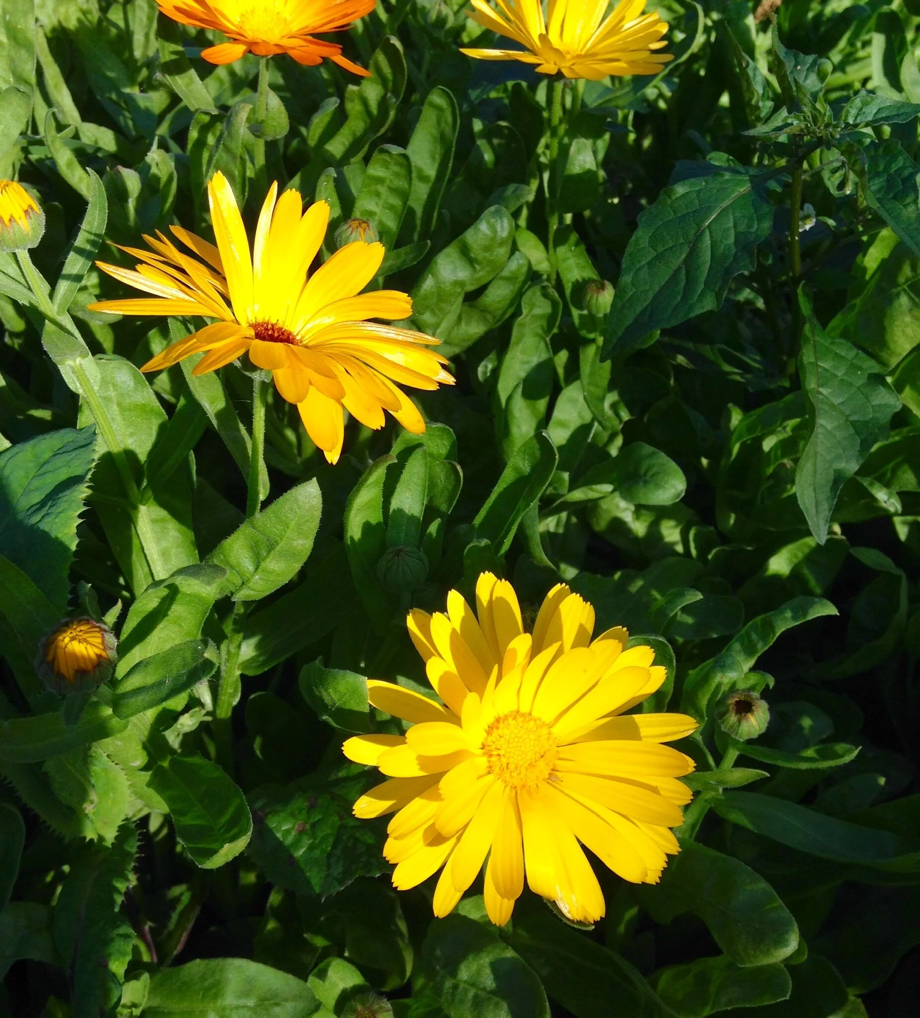 blog3_Urban Gardening2.jpeg