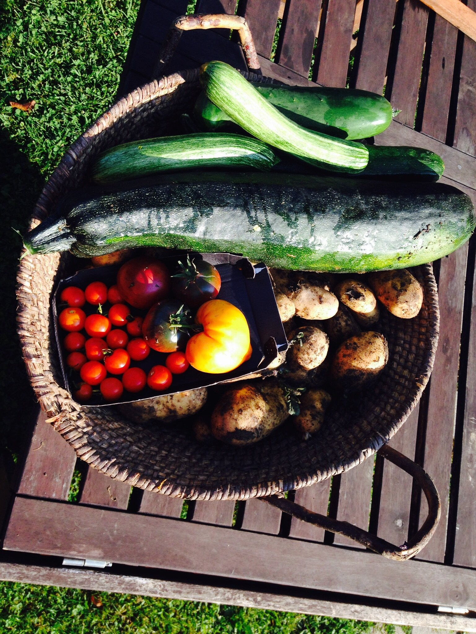 blog3_Urban Gardening1.jpeg