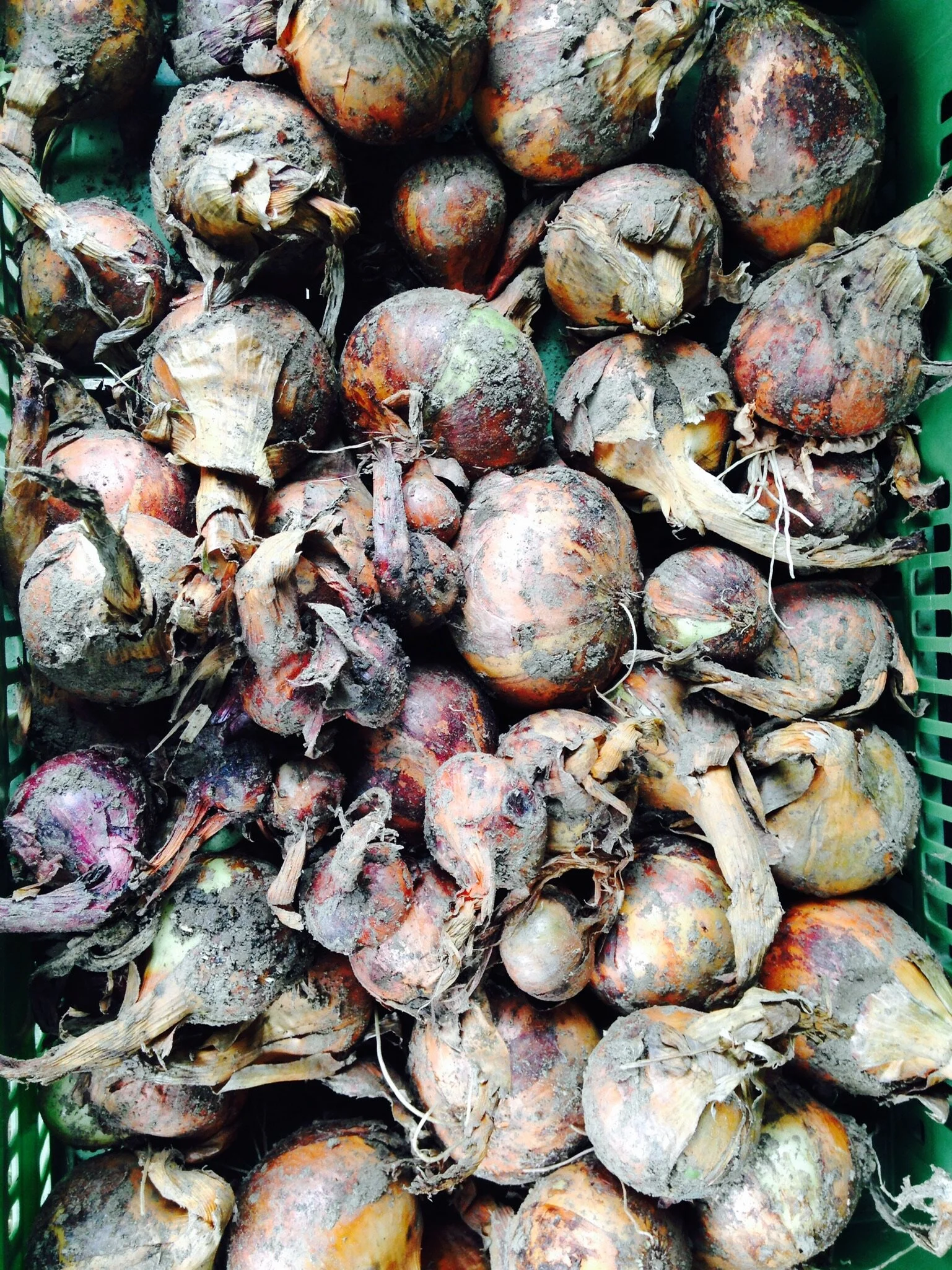 blog3_Urban Gardening4.jpeg