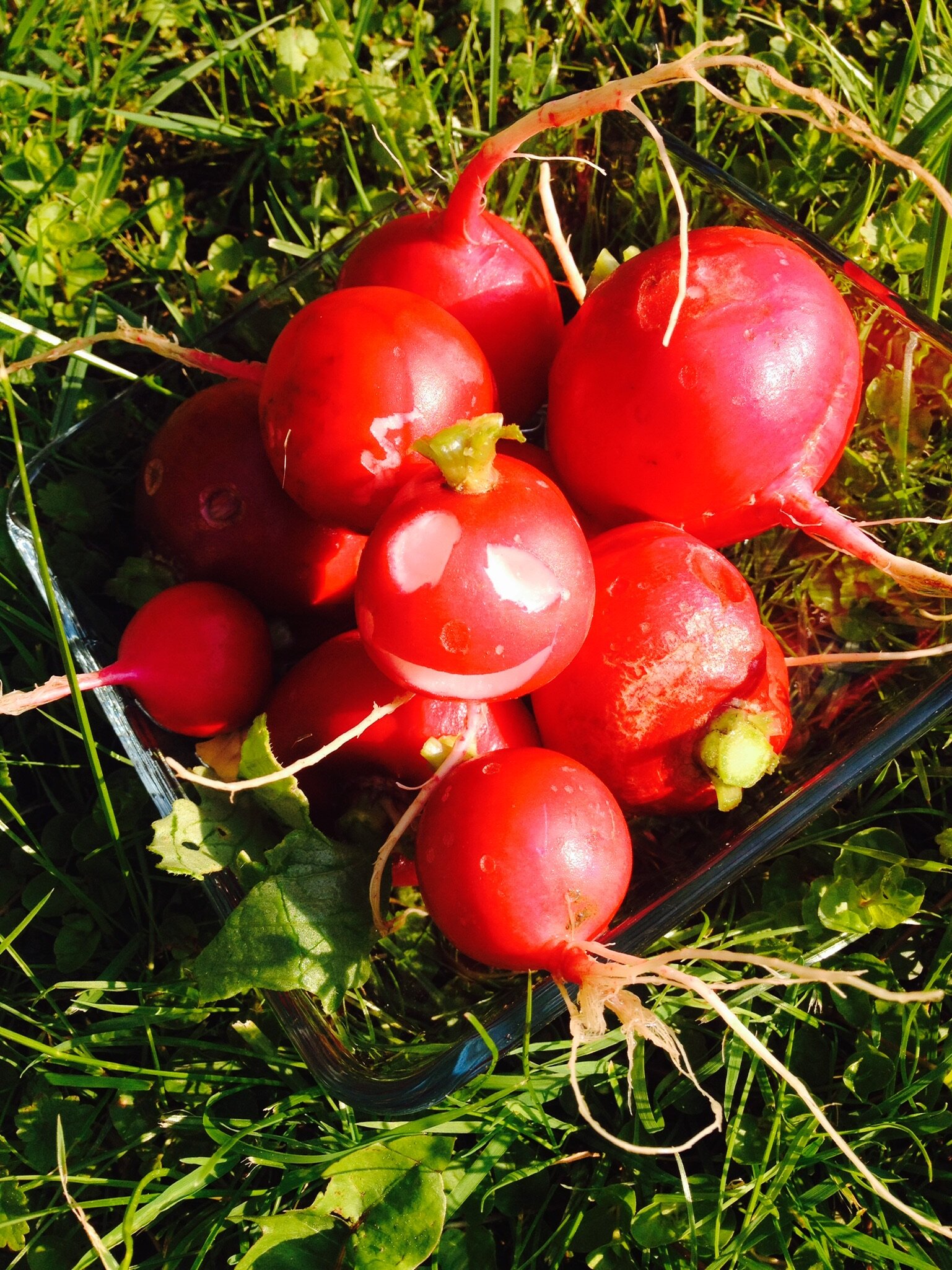 blog3_Urban Gardening5.jpeg
