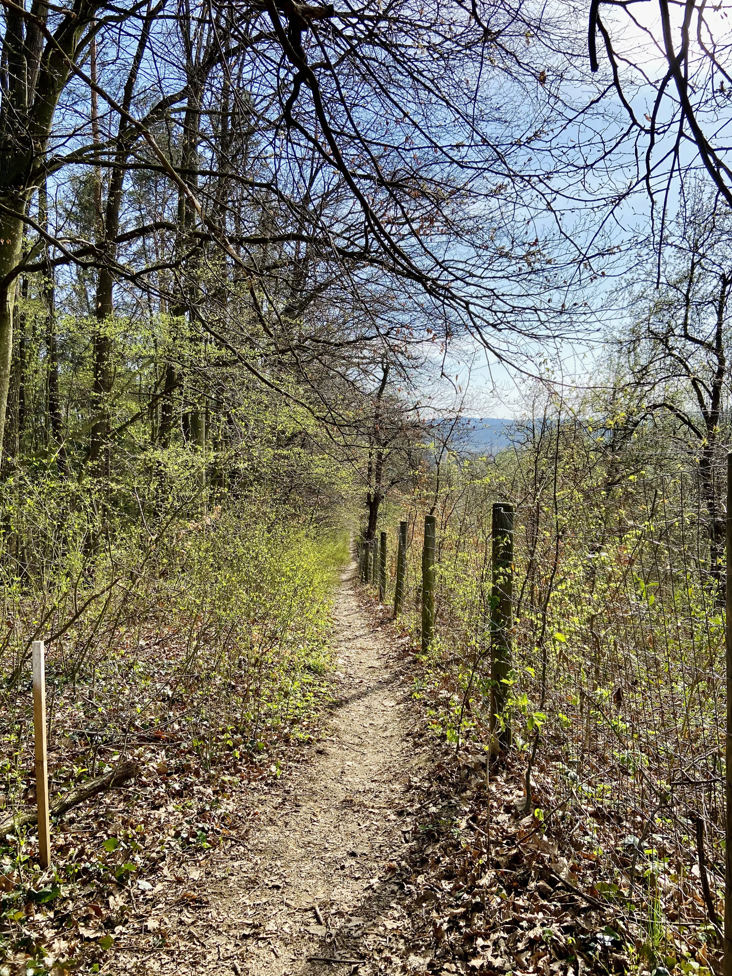 Platz für die zukünftigen BesucherInnen-Parkplätze. Der Wanderweg liegt dann neben dem Autostreifen.
