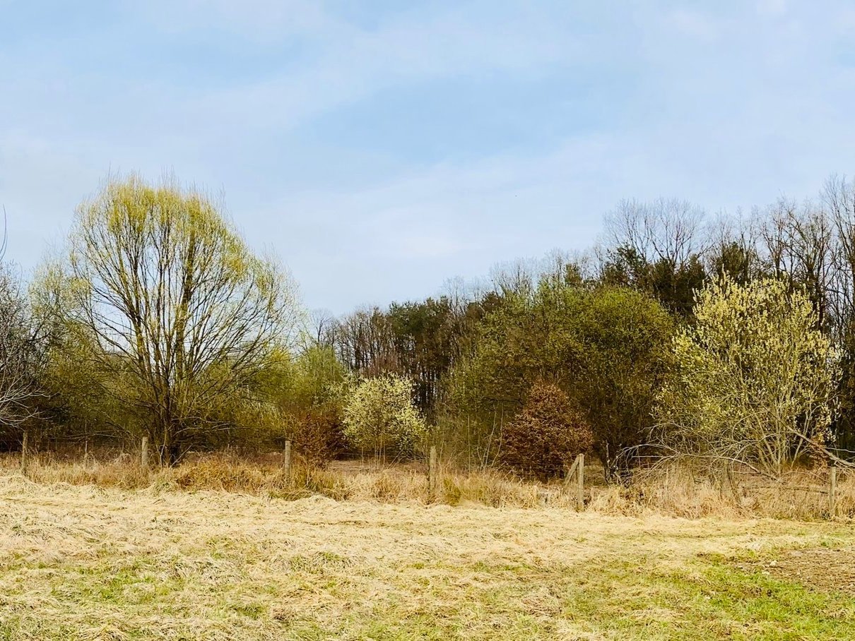 Wald oder Bauprojekt?
