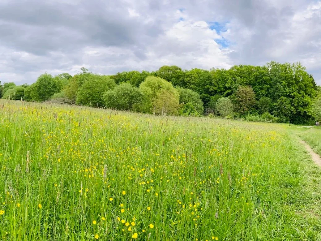 Grüne Gleisdorf plädieren für Rückkauf des Waldes