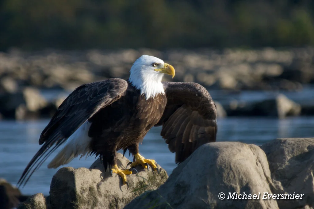 Birds-2009-0045.jpg