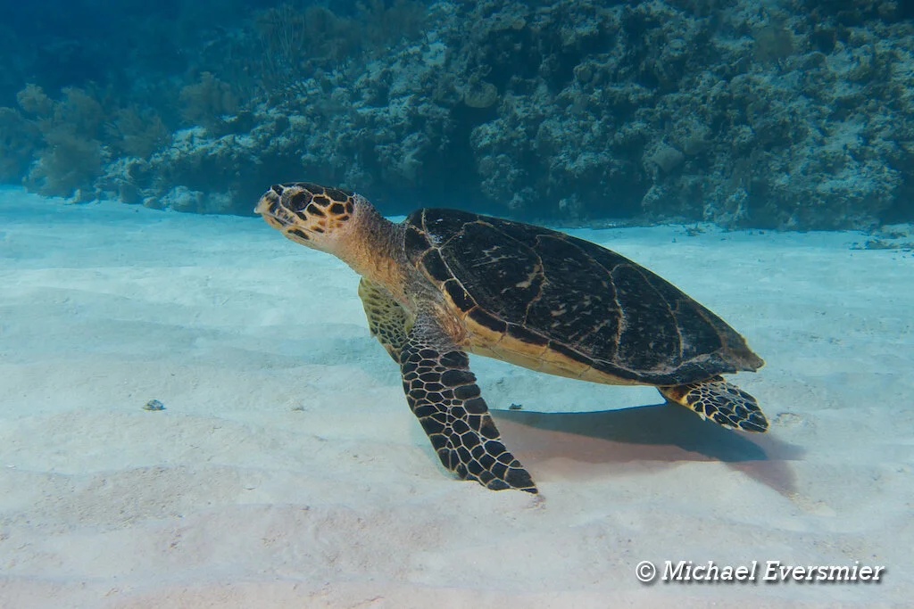 SanSalBahamas2011-0279.jpg