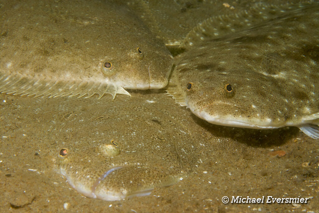 Summer Flounder