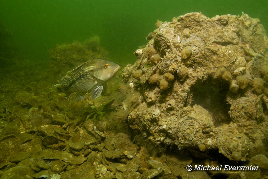 Seabass and reef balls - Cook Point Oyster Sanctuary