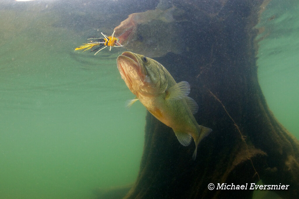 Large Mouth Bass (Micropterus salmoides)