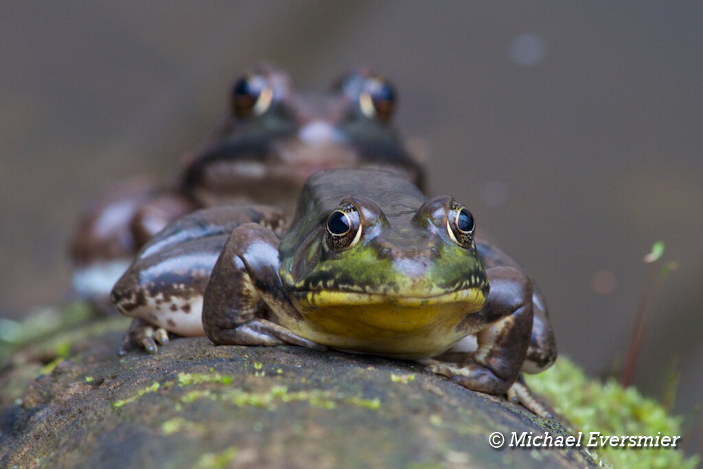 Amphibians-2020-047.jpg