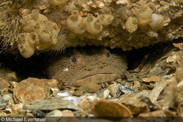   Toadfish (Opsanus tau) on oyster reef in the Chesapeake Bay  