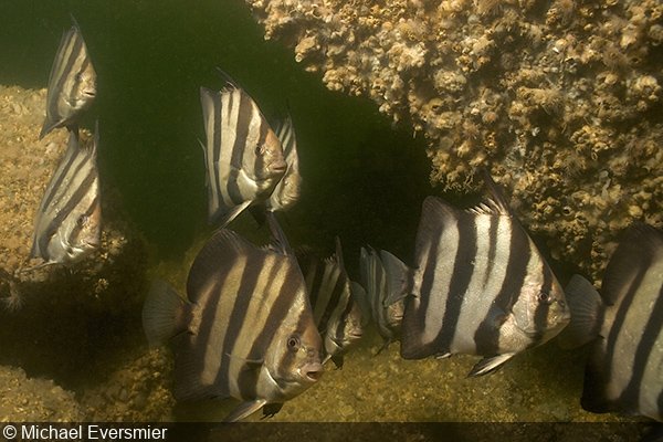   School of juvenile Atlantic spadefish (Chaetodipterus faber) on an artificial reef in the Chesapeake Bay   