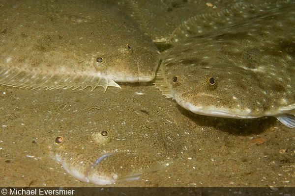   Summer flounder (Paralichthys dentatus), Ocean City, Maryland   