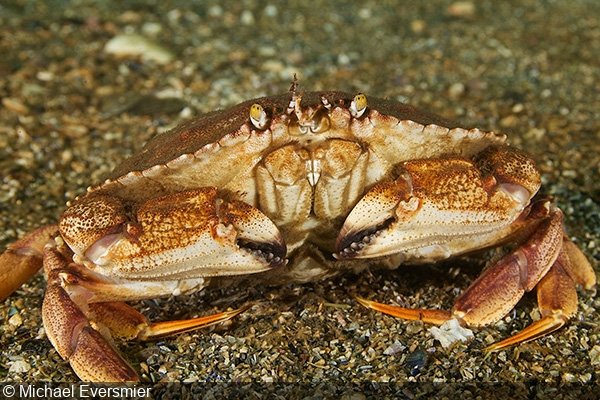   Atlantic rock crab (Cancer irroratus), Cape Ann, Massachusetts   