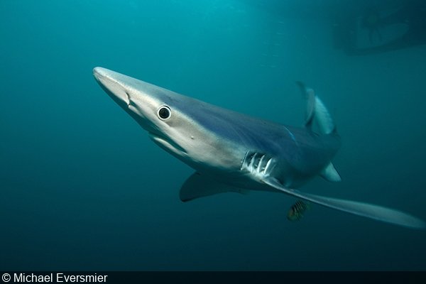   Freediving with blue sharks (Prionace glauca) off Rhode Island   