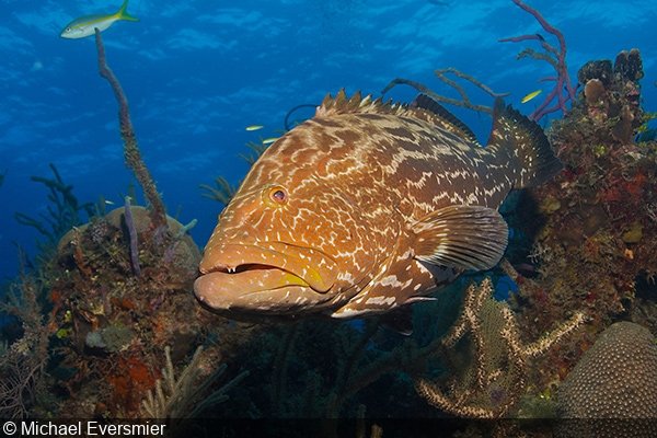   Yellowfin grouper (Mycteroperca venenosa), Exuma Islands, The Bahamas  