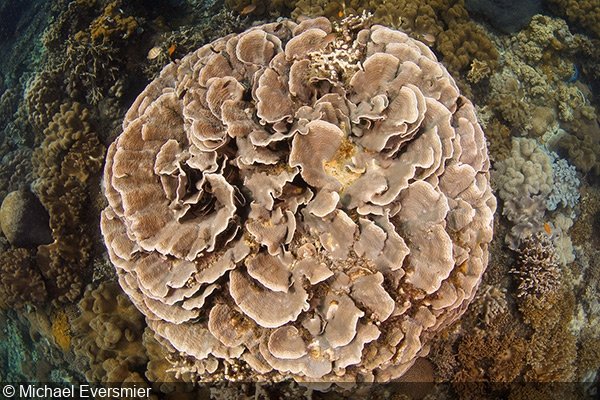   Bird’s-eye view of the reef, Dumaguete, Philippines   