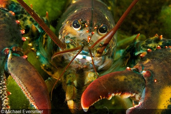   American Lobster (Homarus americanus), Cape Ann, Massachusetts   
