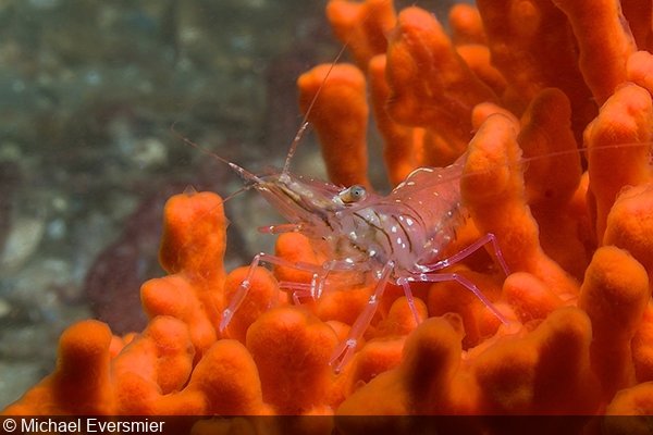   Common grass shrimp (Palaemonetes pugio) on redbeard sponge (Microciona prolifera), Chesapeake Bay   
