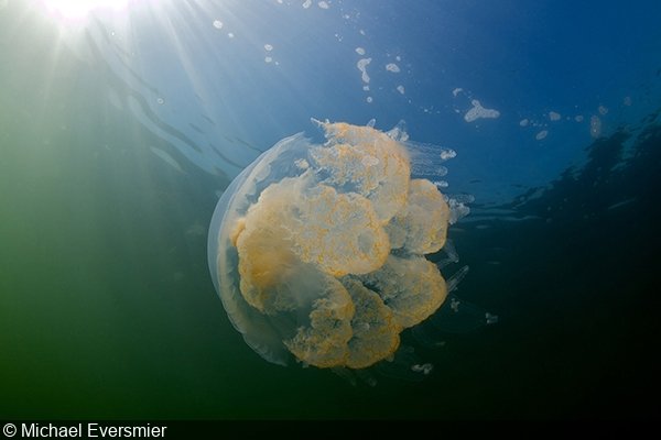   Mushroom cap jellyfish (Rhopilema verrilli), Chesapeake Bay   