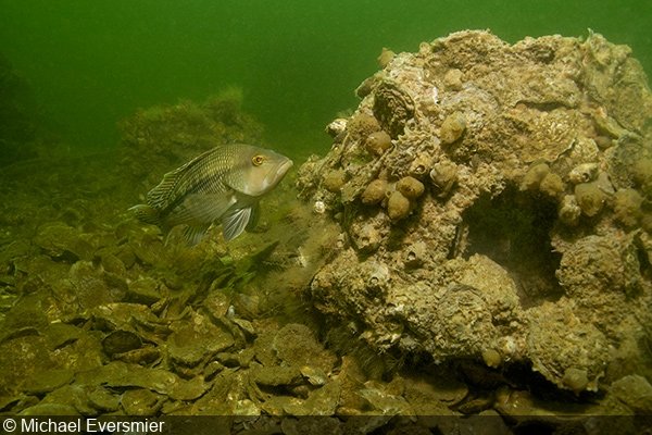   Black sea bass (Centropristis striata) using reef balls as habitat at Cook Point Reef Oyster Sanctuary in the Chesapeake Bay   