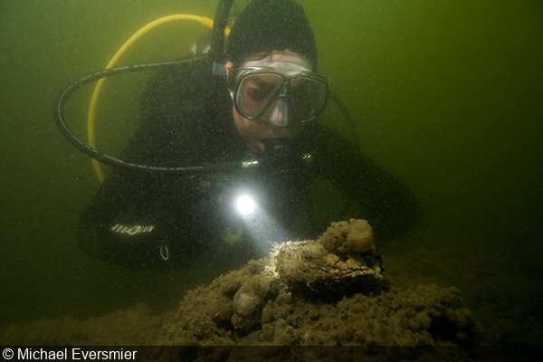  A biologist inspects oysters on the reef in the Chesapeake Bay: A good representation of what diving here is like—murky with between two and five feet visibility   