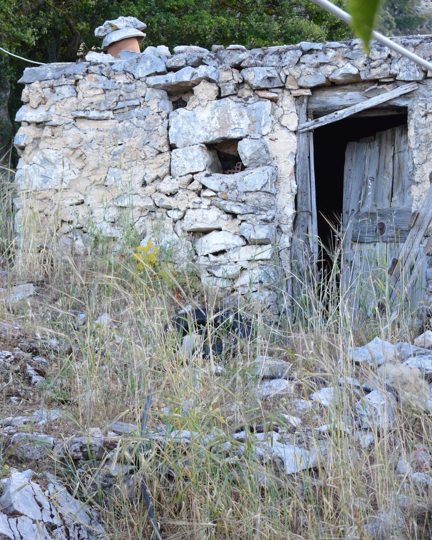 πΏβ¨ Katharo Plateau — 1,150 m above sea level, Crete β¨πΏ
High in the Dikti Mountains, the Katharo Plateau (ΚαθαρΟ) sits at about 1,150 m and stretches roughly 4 km by 1.5 km. 
 It’s a place of extremes —