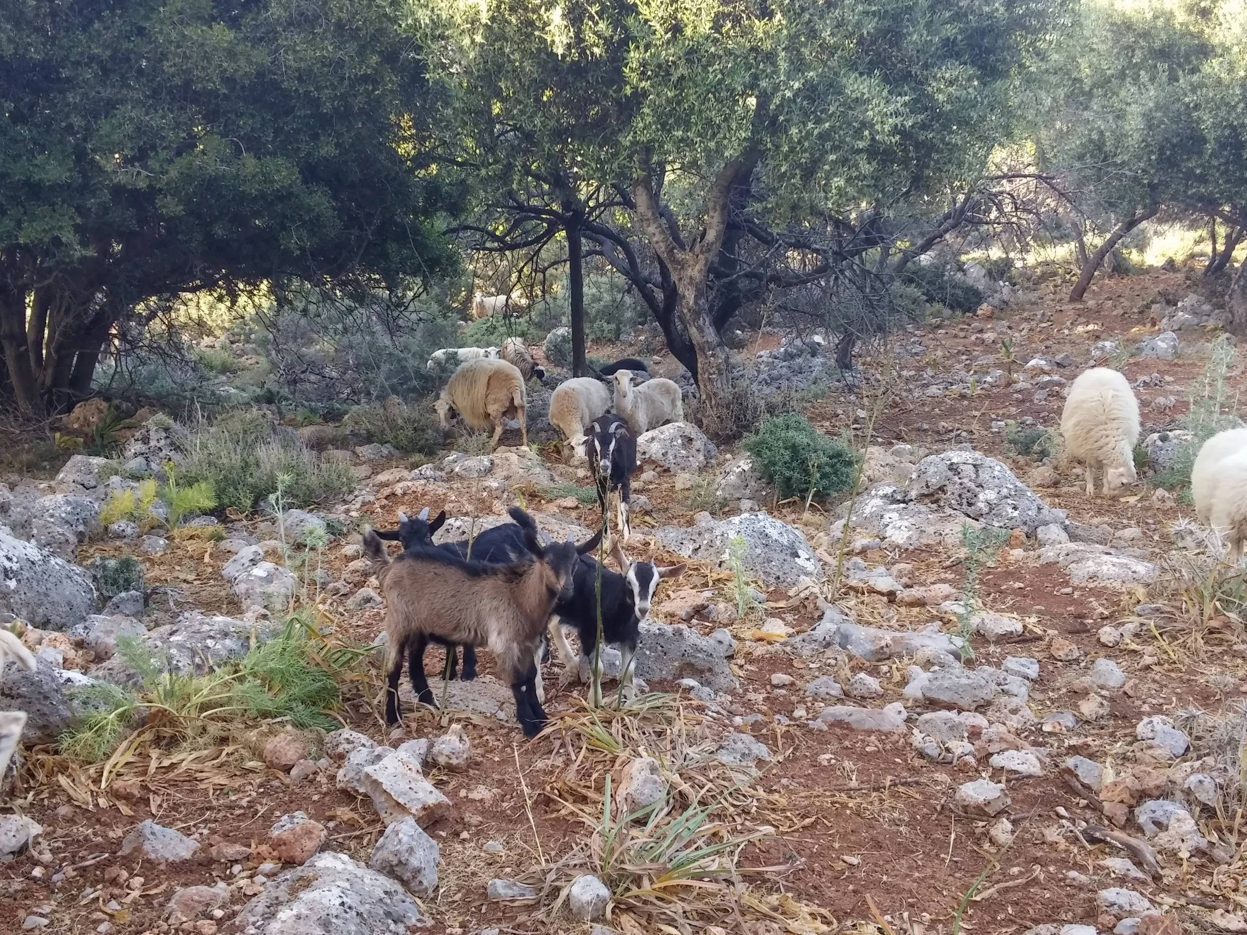 Cheese-Making-with Shepherd-Tour–Olive-Oil-factory-and-Remote-villages-Agios-Nikolaos-tour (2).jpg
