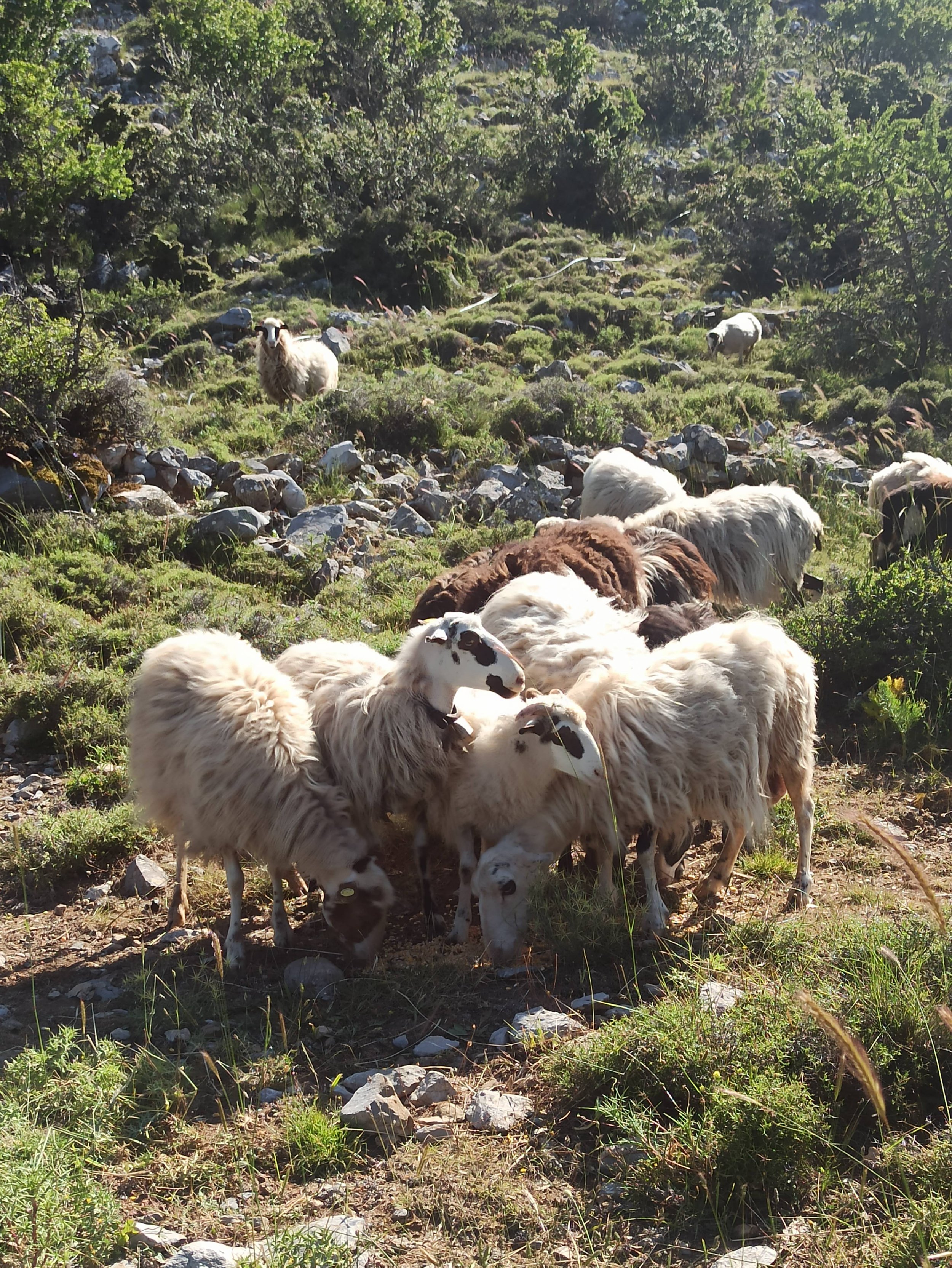 Cheese-Making-with Shepherd-Tour–Olive-Oil-factory-and-Remote-villages-Agios-Nikolaos-tour (40).jpg