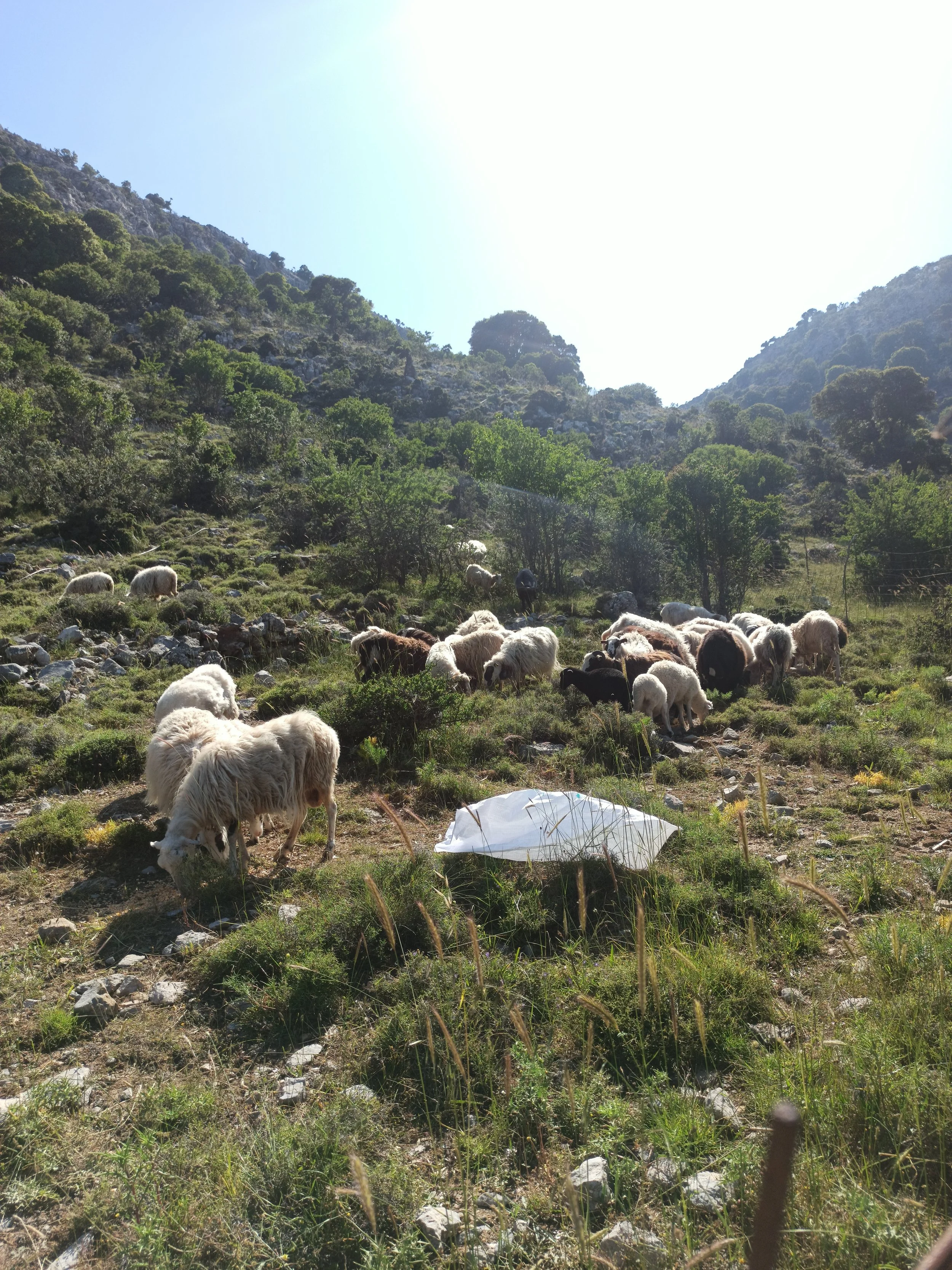 Cheese-Making-with Shepherd-Tour–Olive-Oil-factory-and-Remote-villages-Agios-Nikolaos-tour (39).jpg