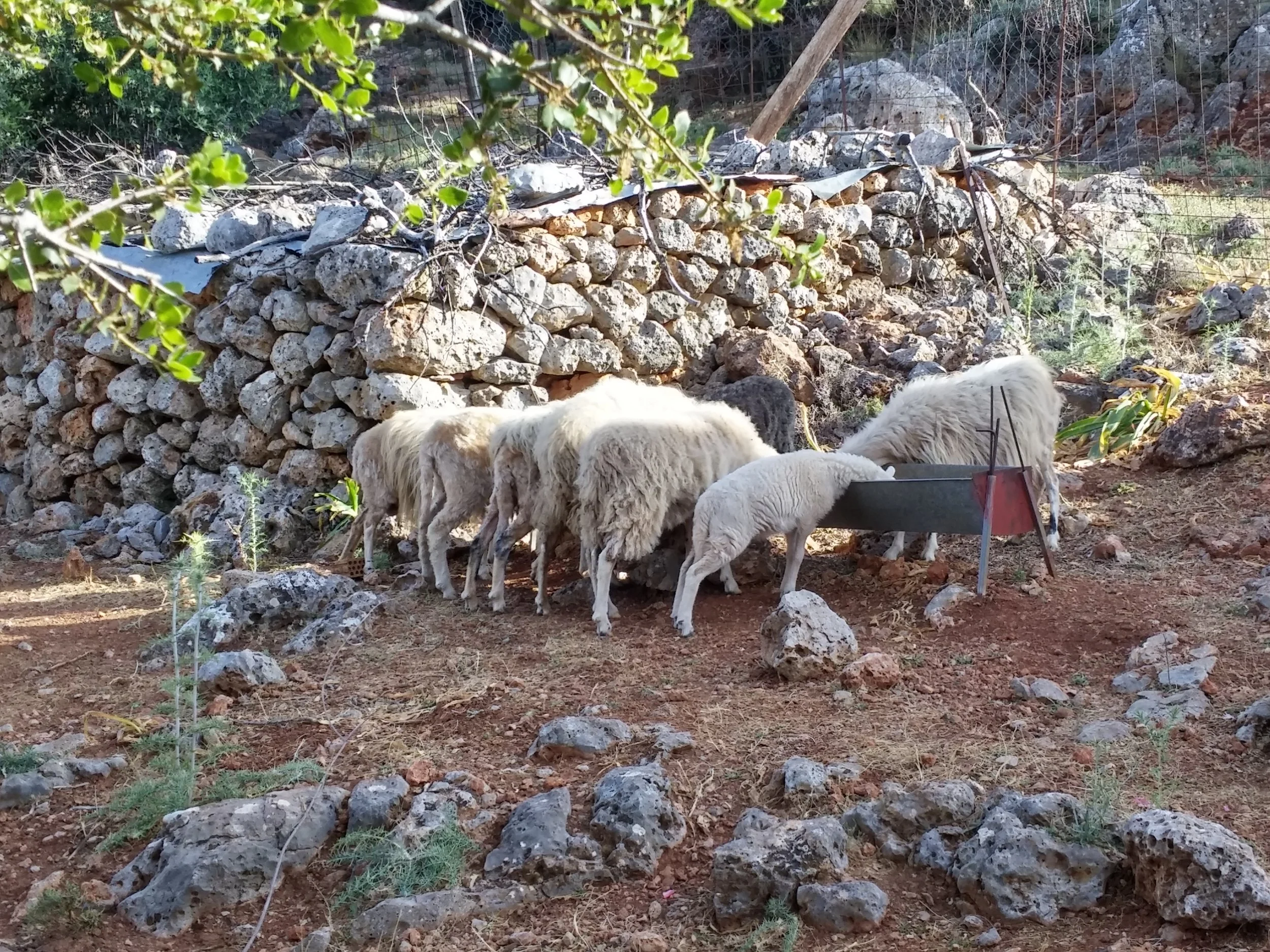 Kritsa-Village-&-Mountain-House-‘‘Metochi’’-Cooking-Experience (1).jpg