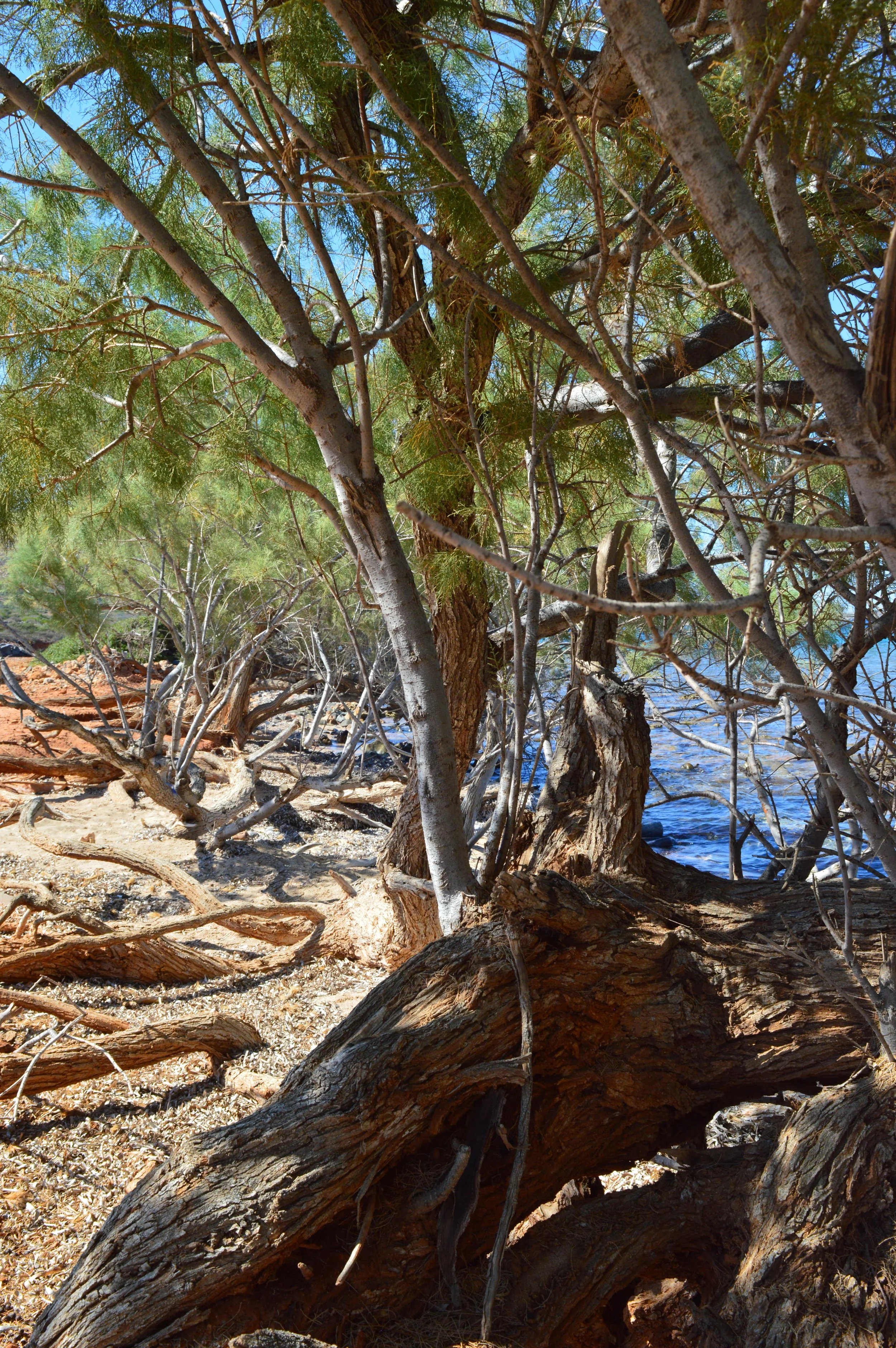 Vagi-beach-Kolokytha-bay-Elounda-Agios-Nikolaos-crete (13).JPG