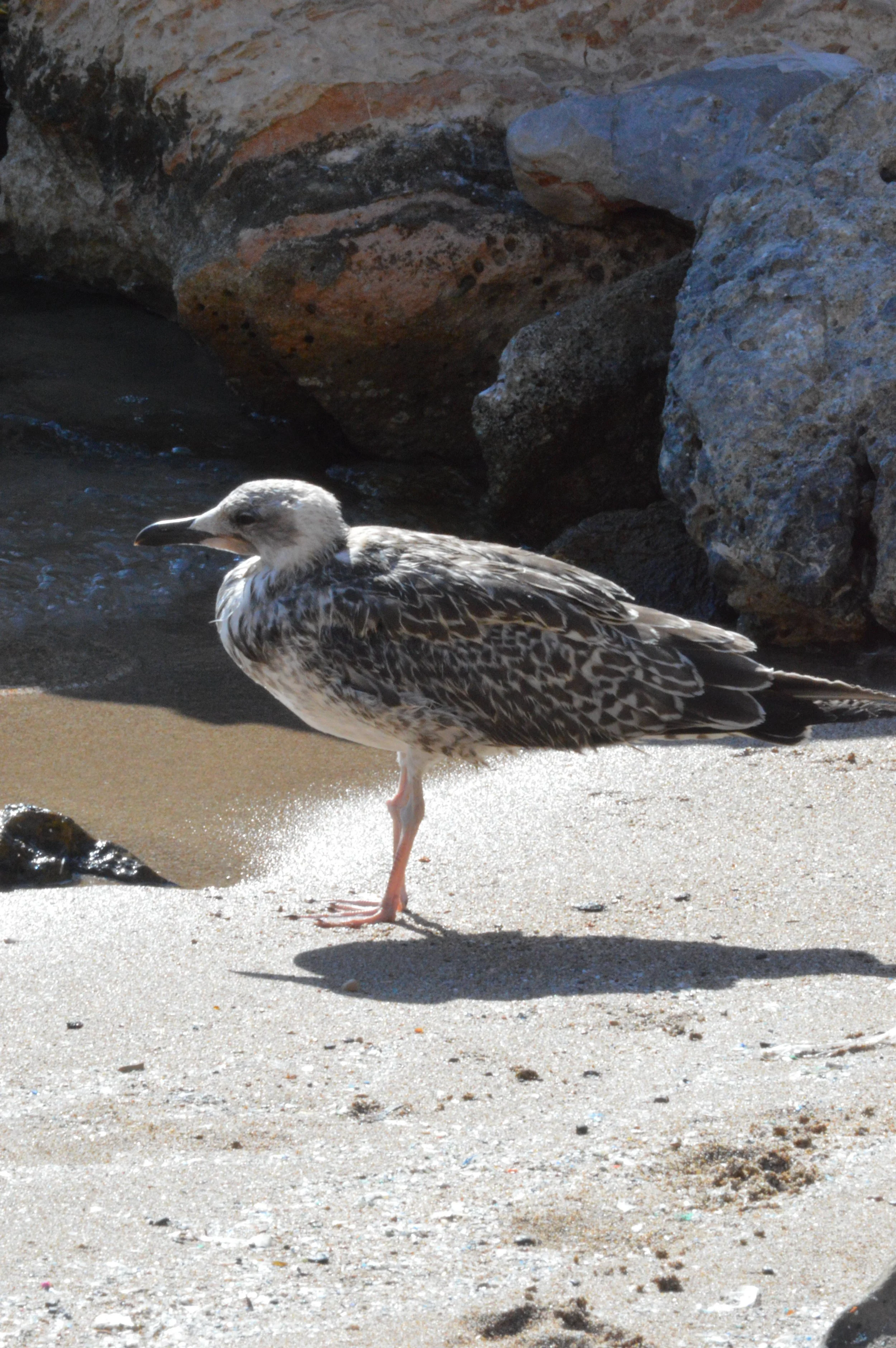 Chartalami-Kolymbou-Beach-Kalo-Chorio-Crete (4).JPG