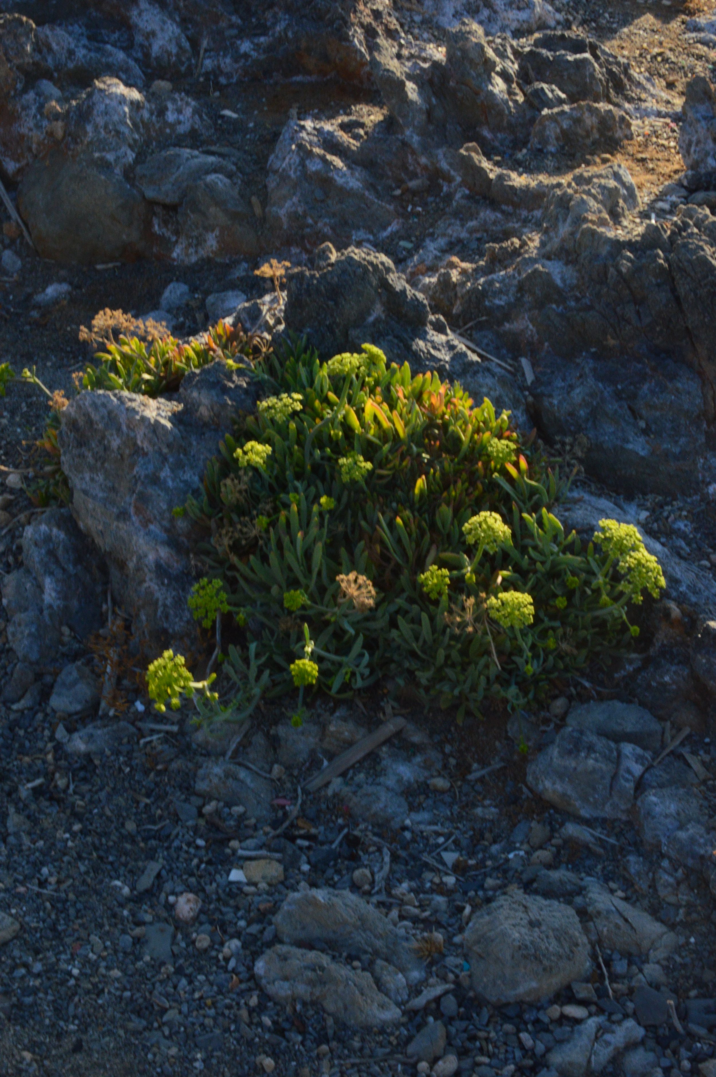 Aspa-Beach-Milatos-village-Agios-Nikolaos-Crete (6).JPG