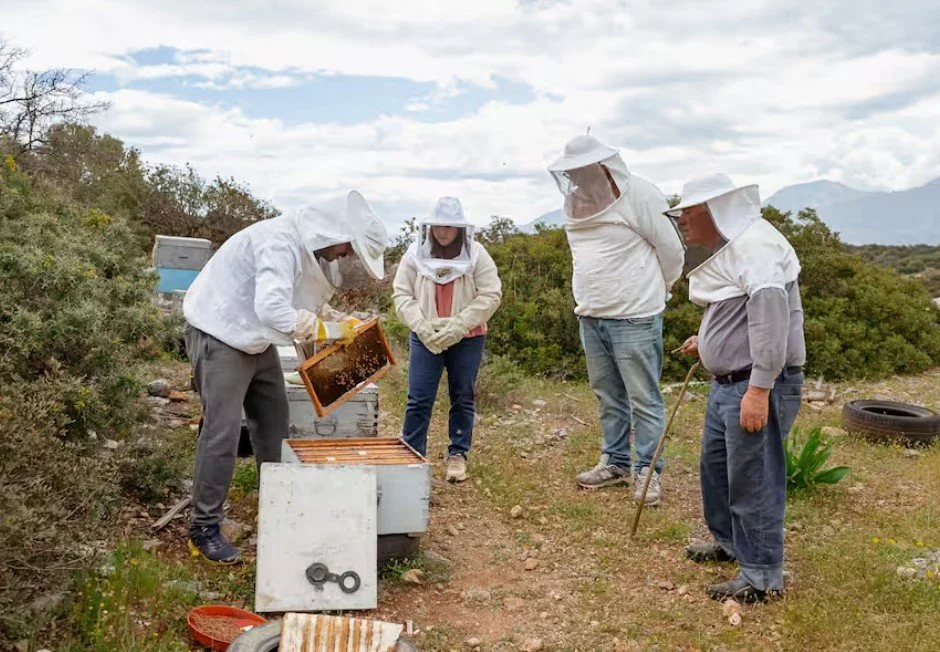 Four people wearing beekeeping suits examining honeycombs from a hive outdoors in a rural setting.