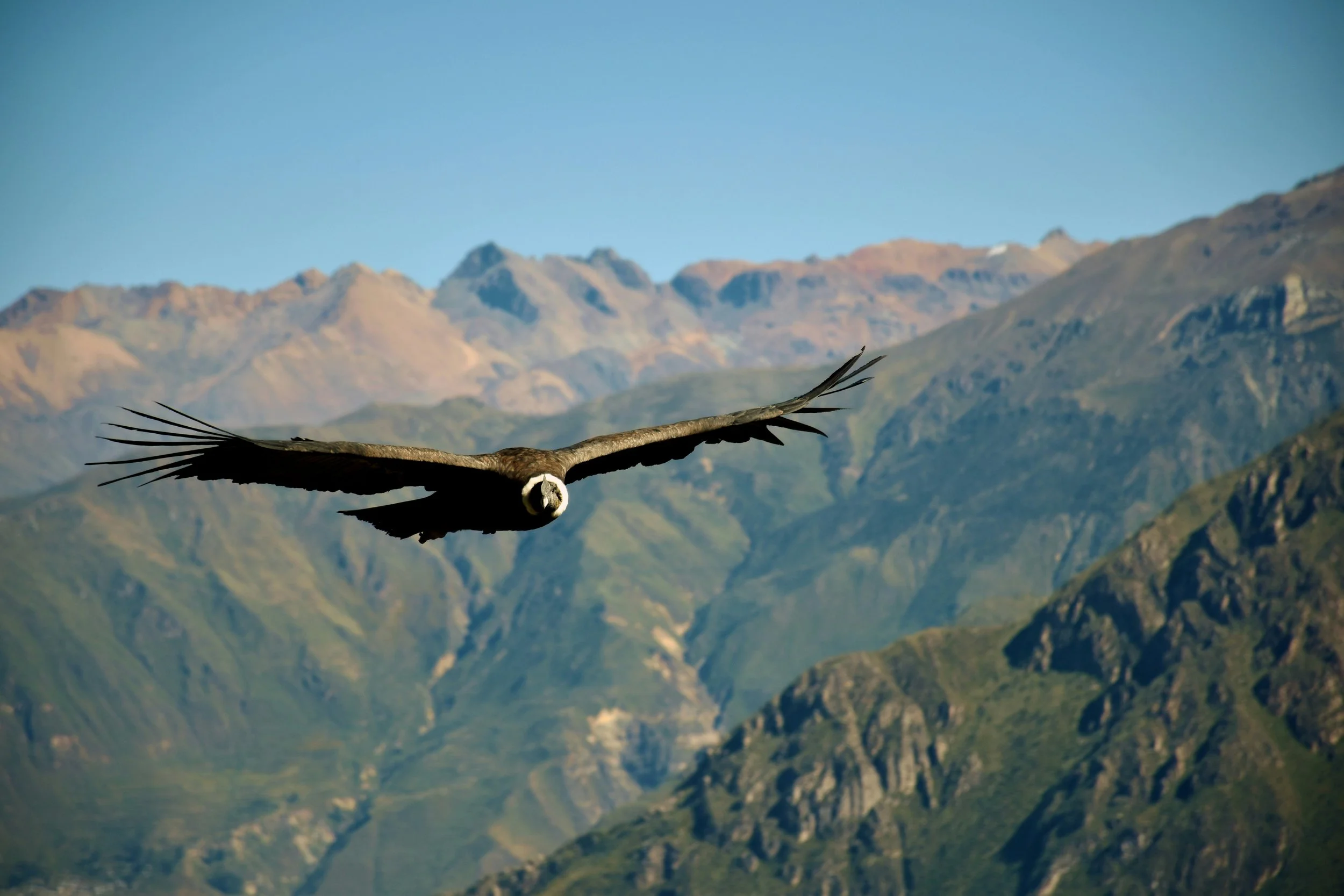 bird.jpg