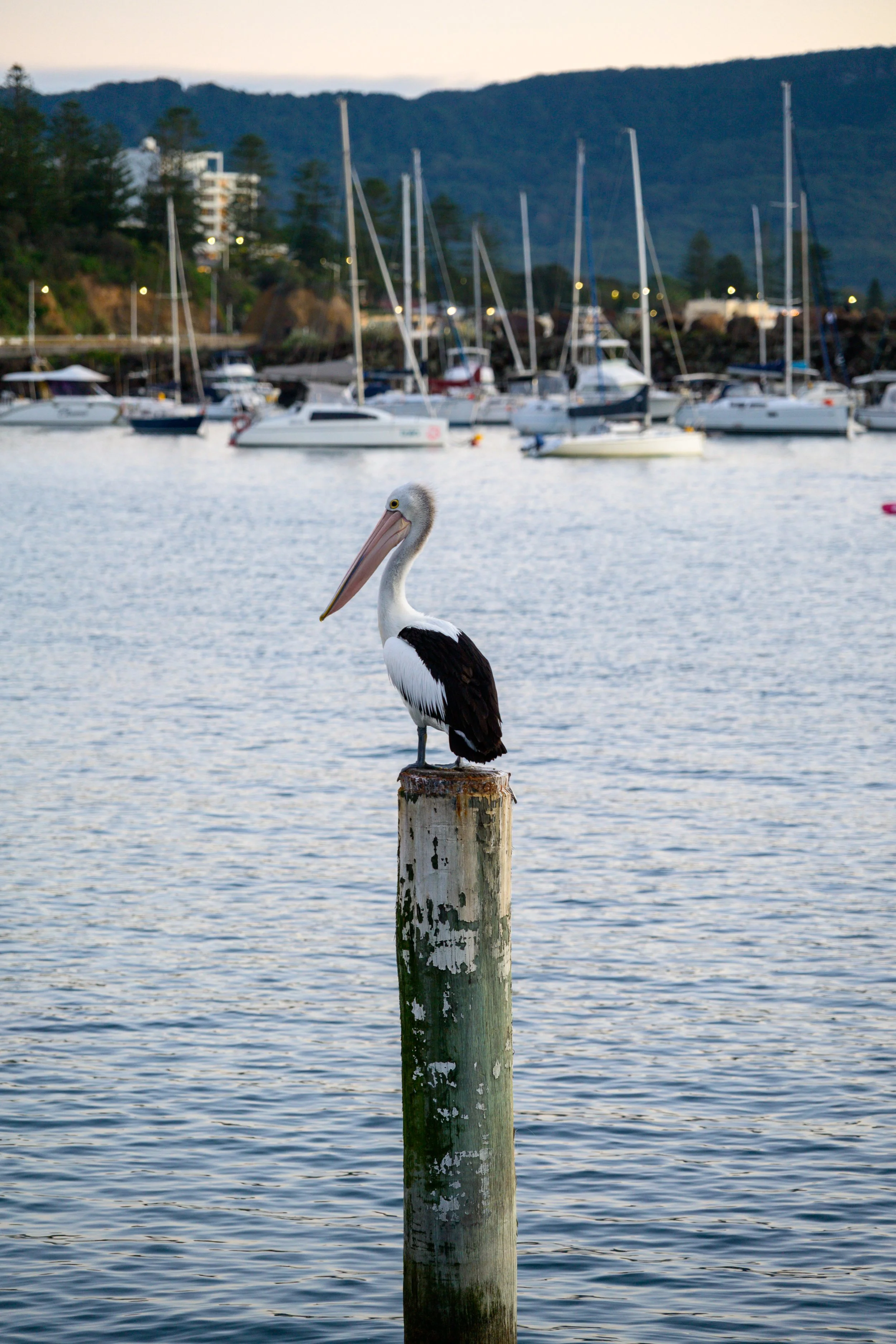 Harbour Walk 02-06-2026-4.jpg