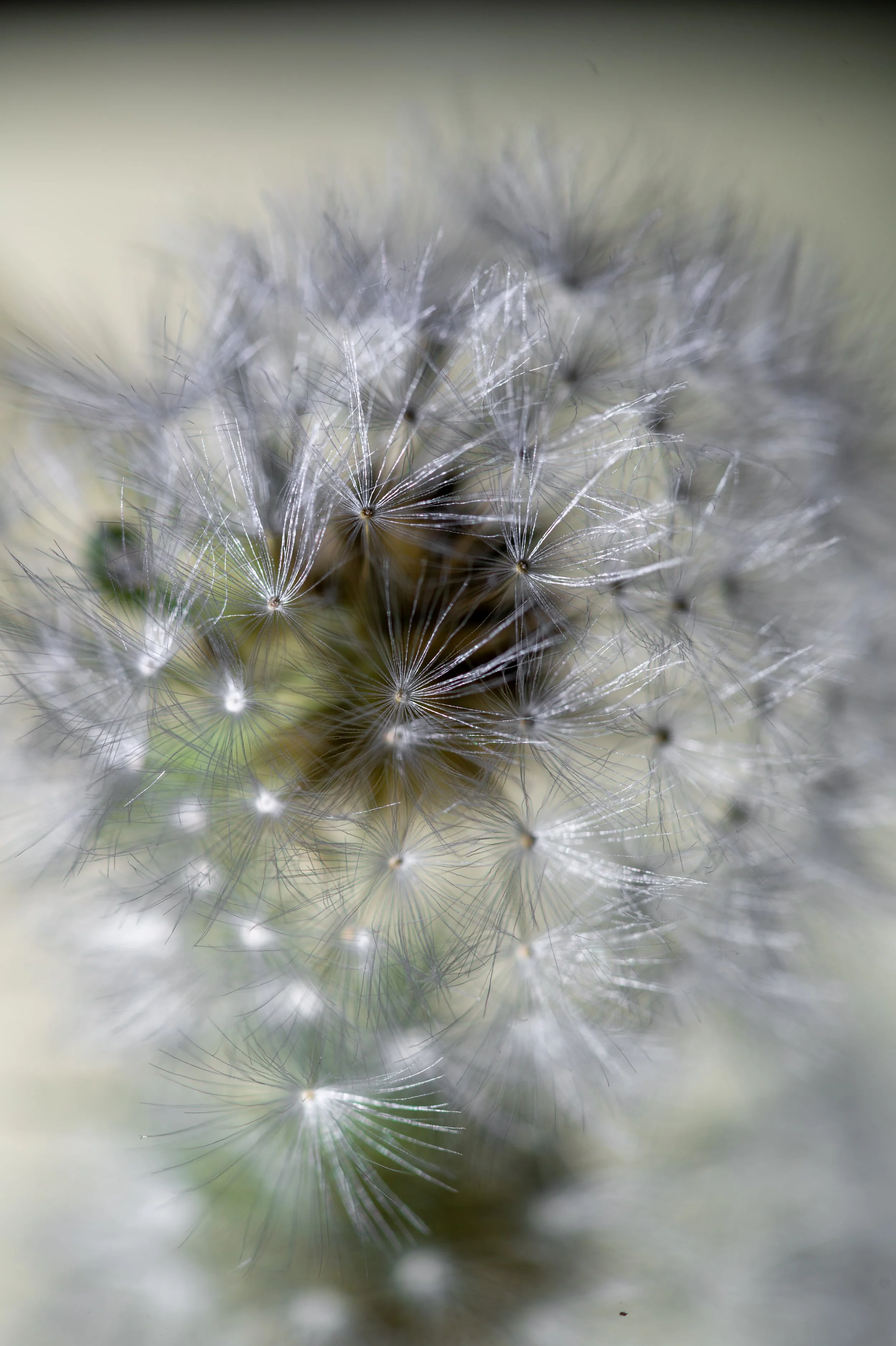Dandelion-4.jpg