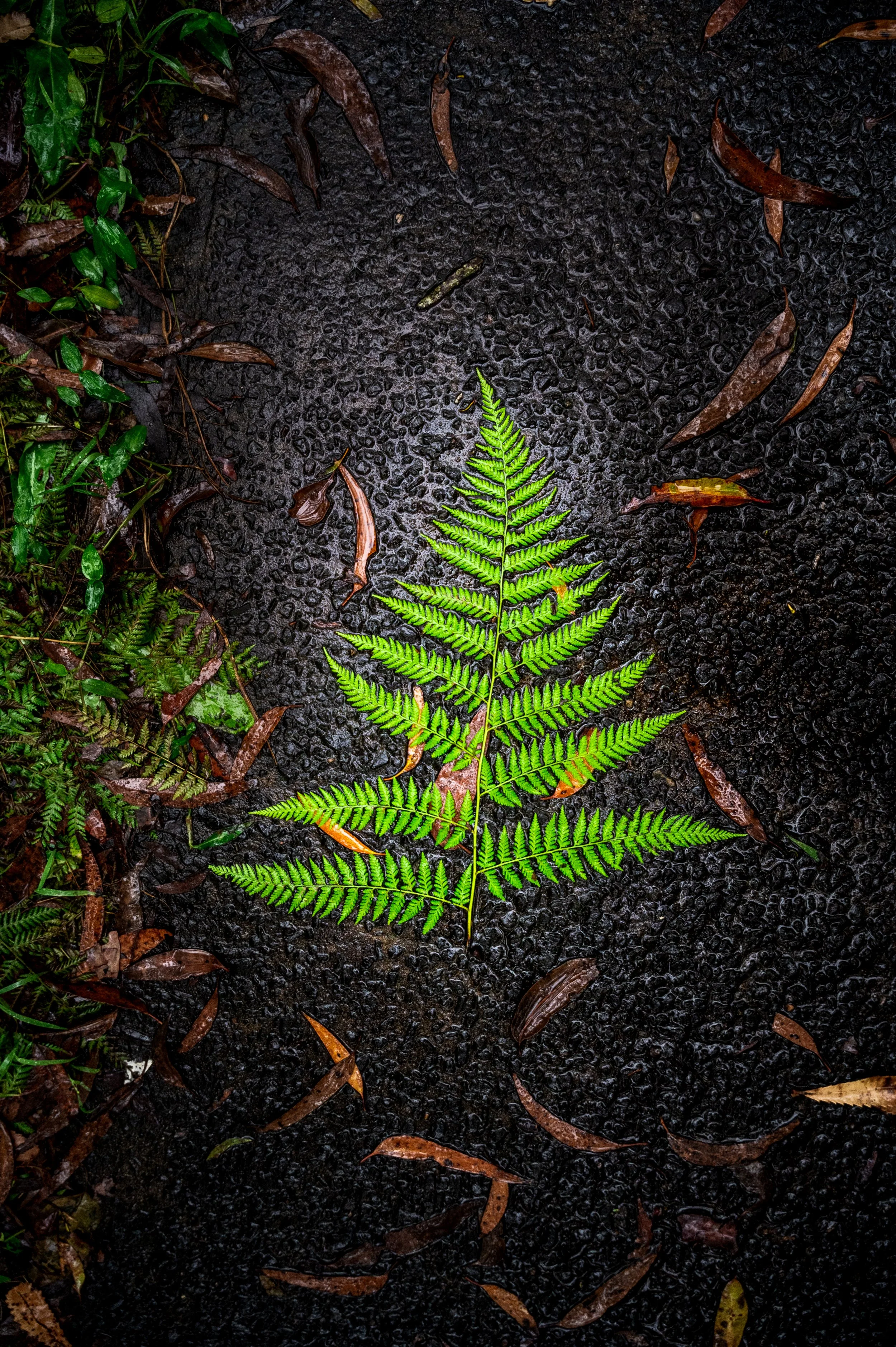 LaidOutFern.jpg