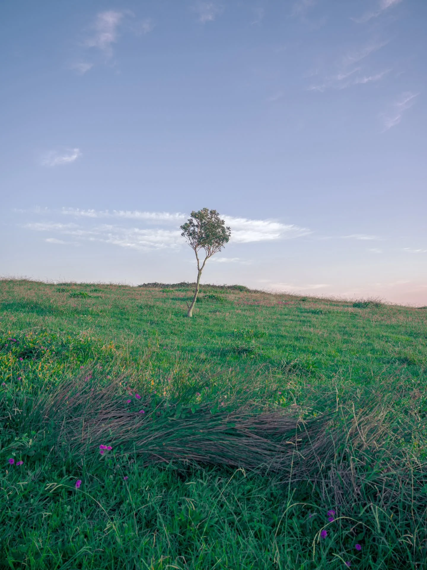 Here's one I found while looking for something else today. From back in 2020, a scene I found while doing part of the Kiama Coastal Walk. Haven't been along there for a couple of years, might be time to go for another walk