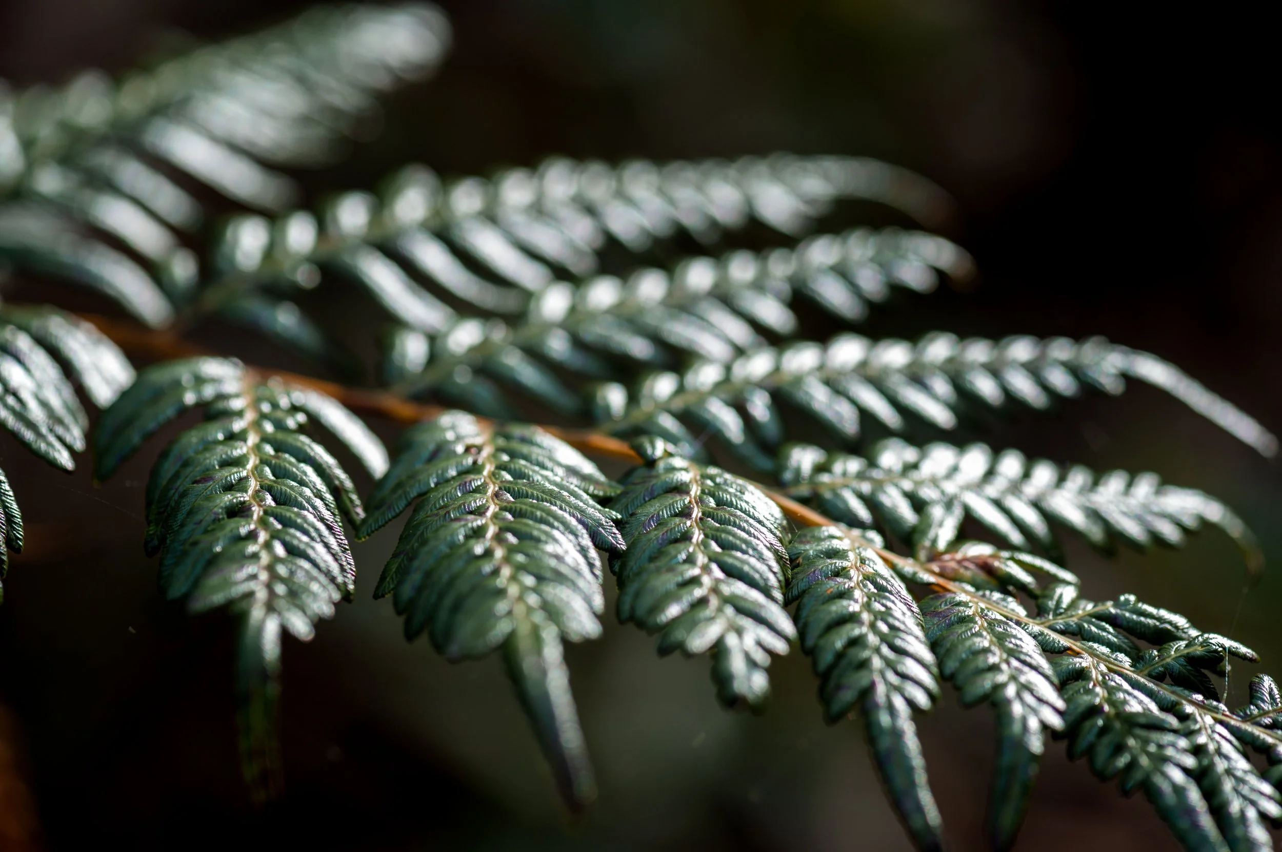 BushwalkFerns-2.jpg