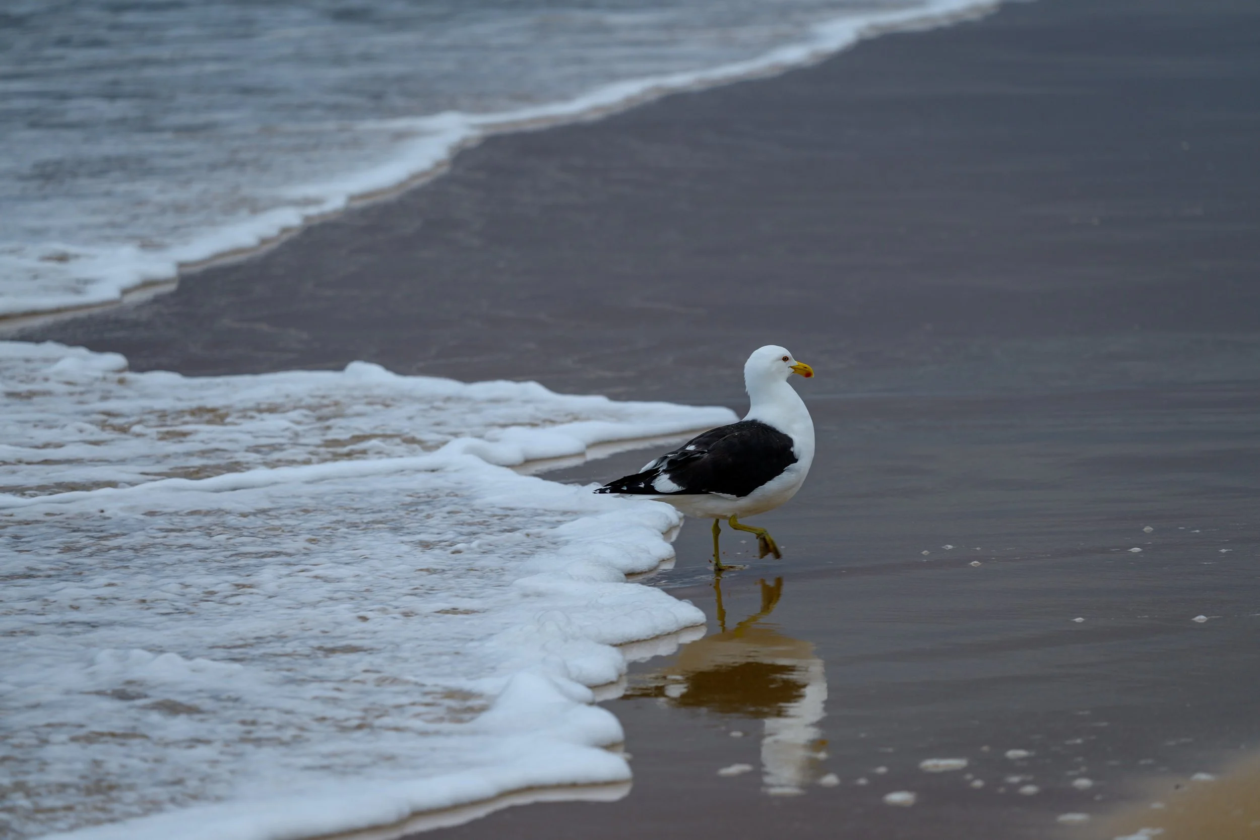 Cold Moody Corrimal Beach 26-10-26-22.jpg