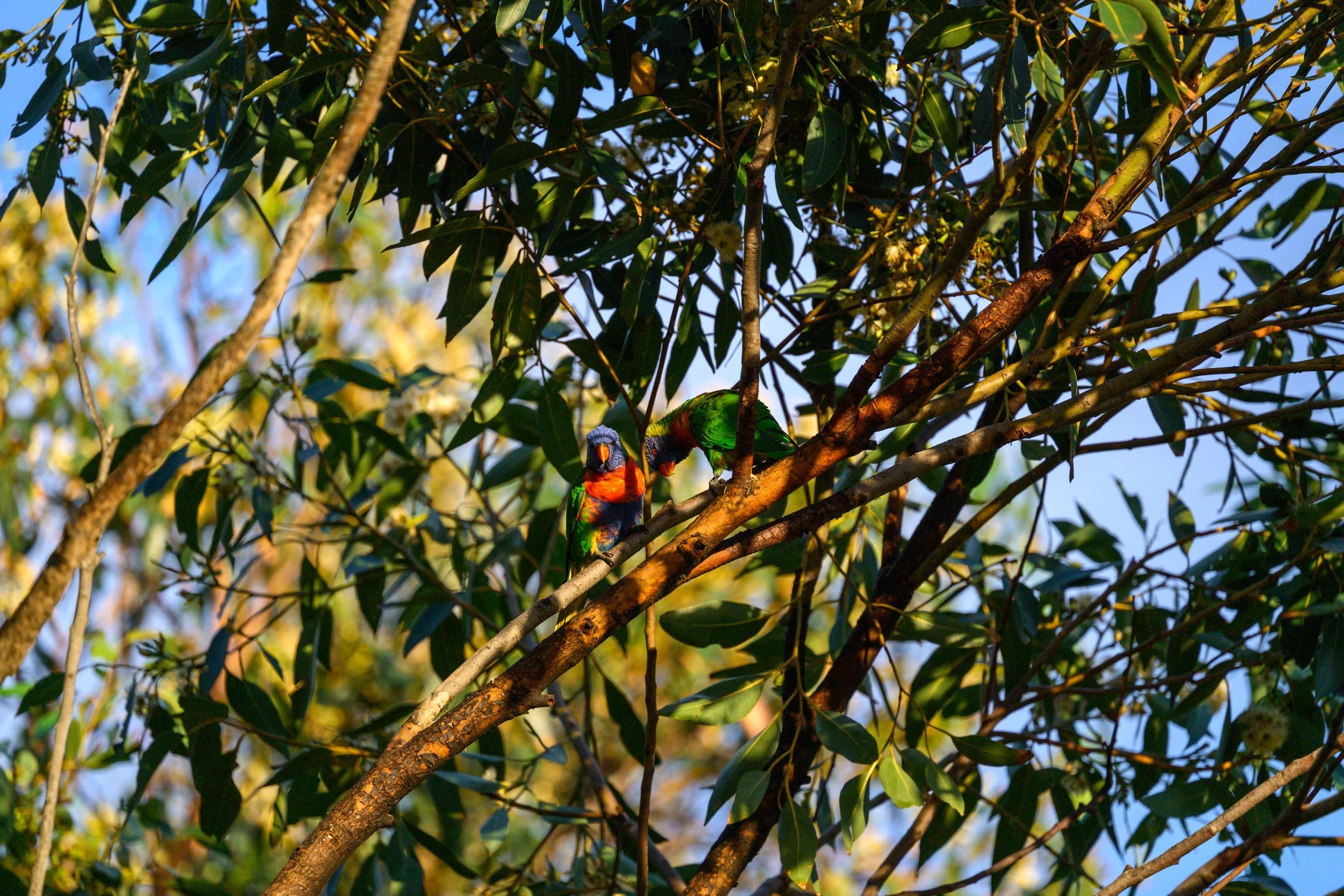Lagoon 22-05-2026 23 Website.jpg