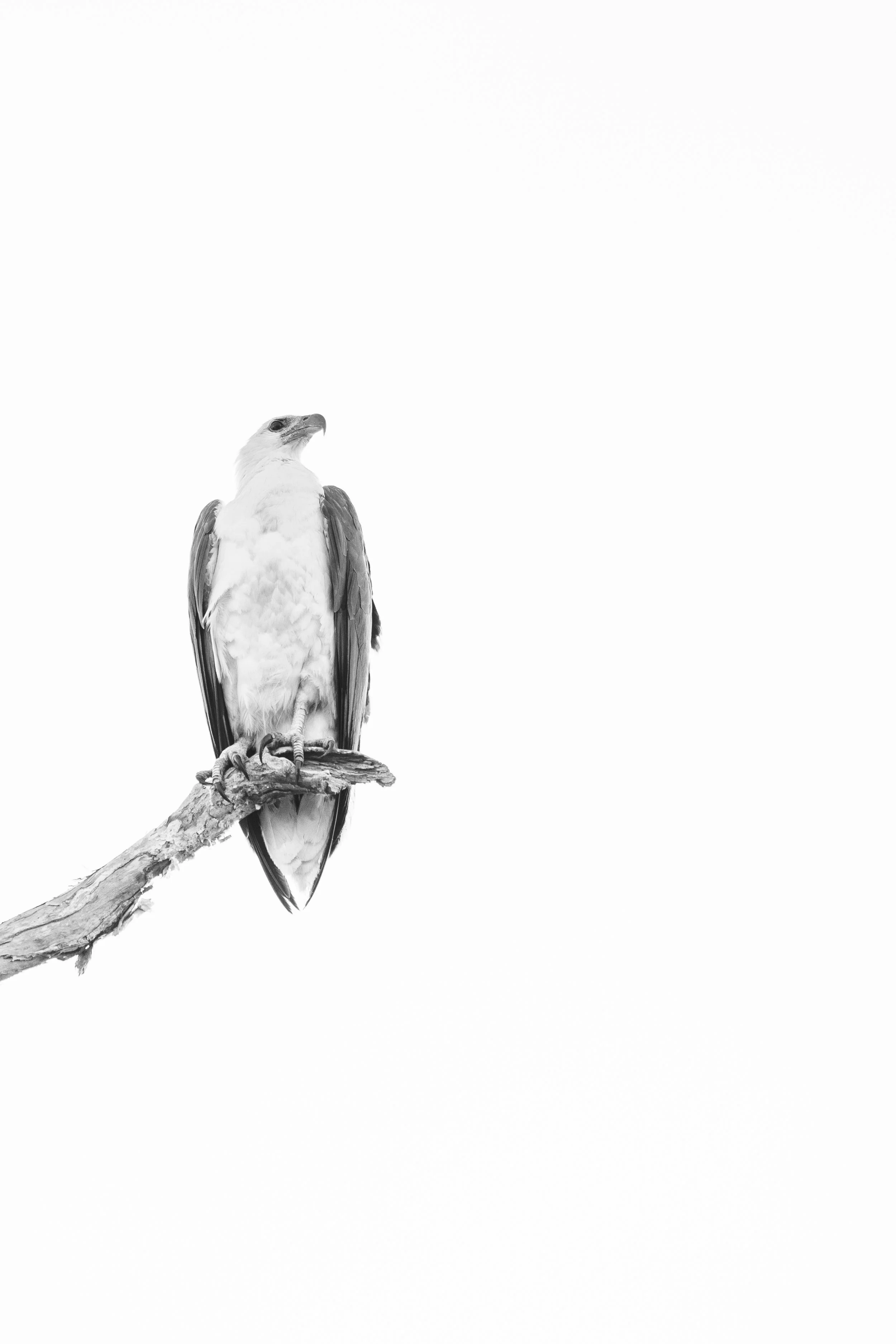 High Key White Breasted Sea Eagle.jpg
