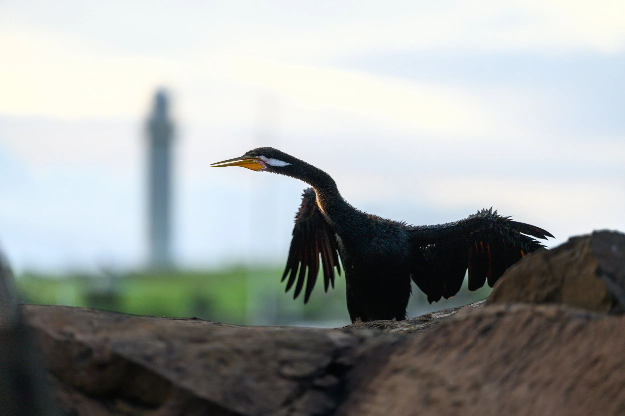 North Beach Stroll 02-03-2026-20.jpg