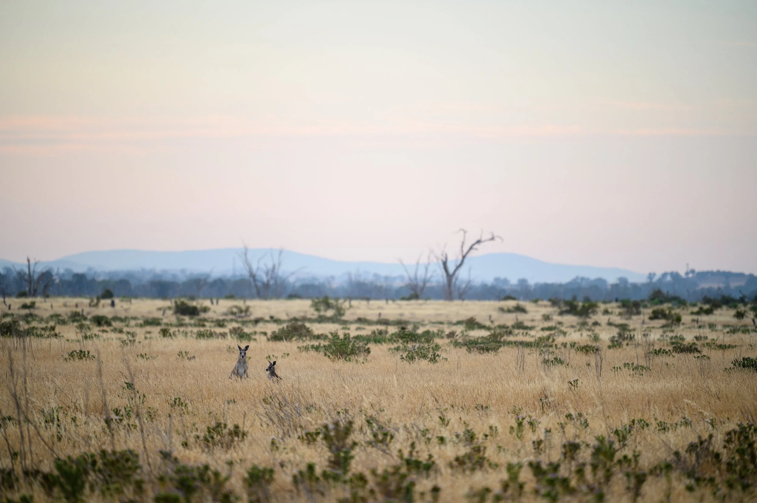 Peek-a-boo Roos.jpg