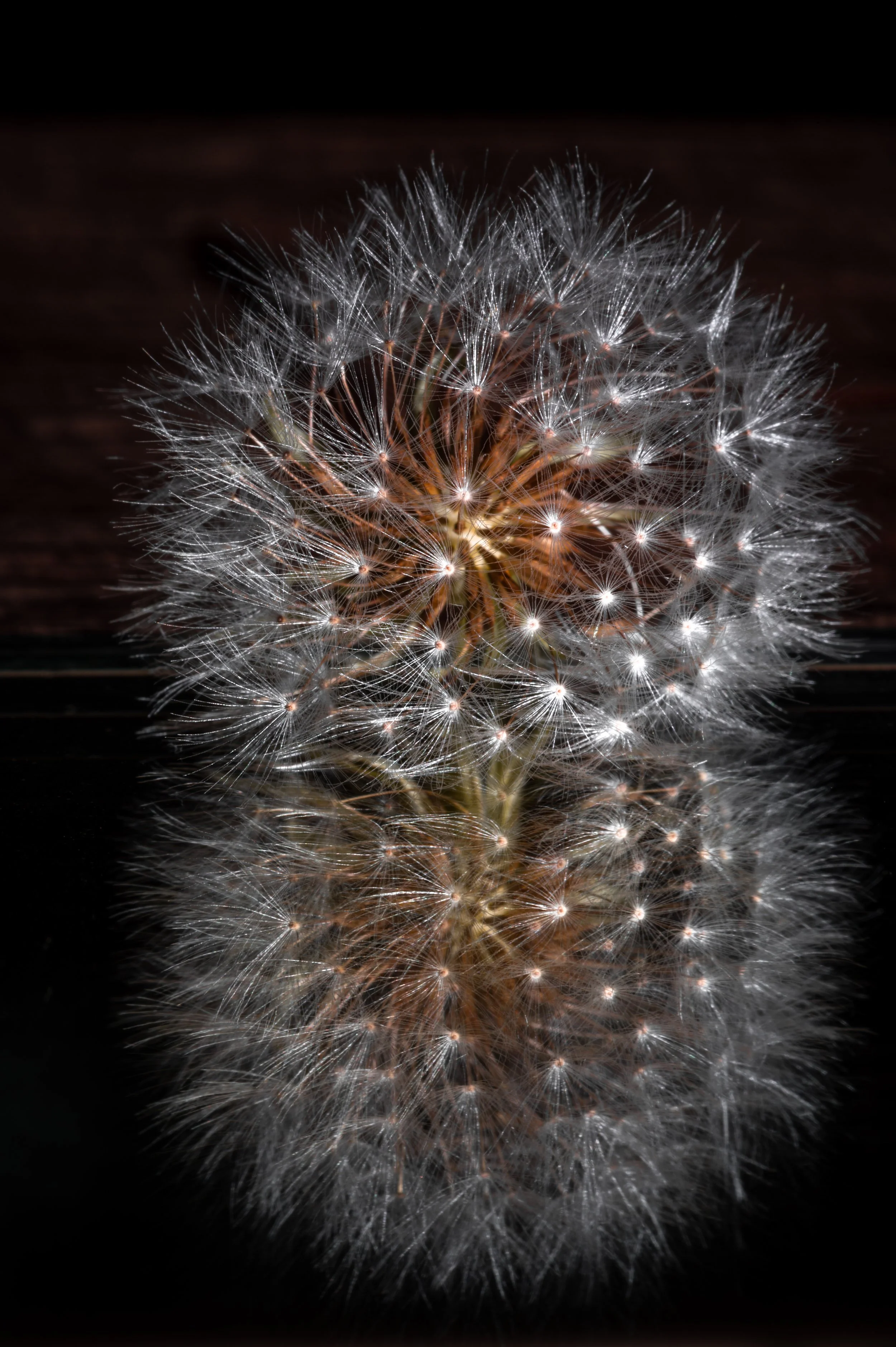 Dandelion1.jpg