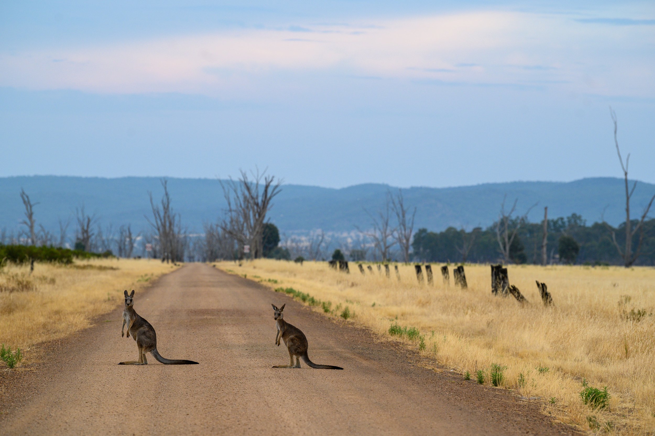 Kanga See Kanga Do.jpg