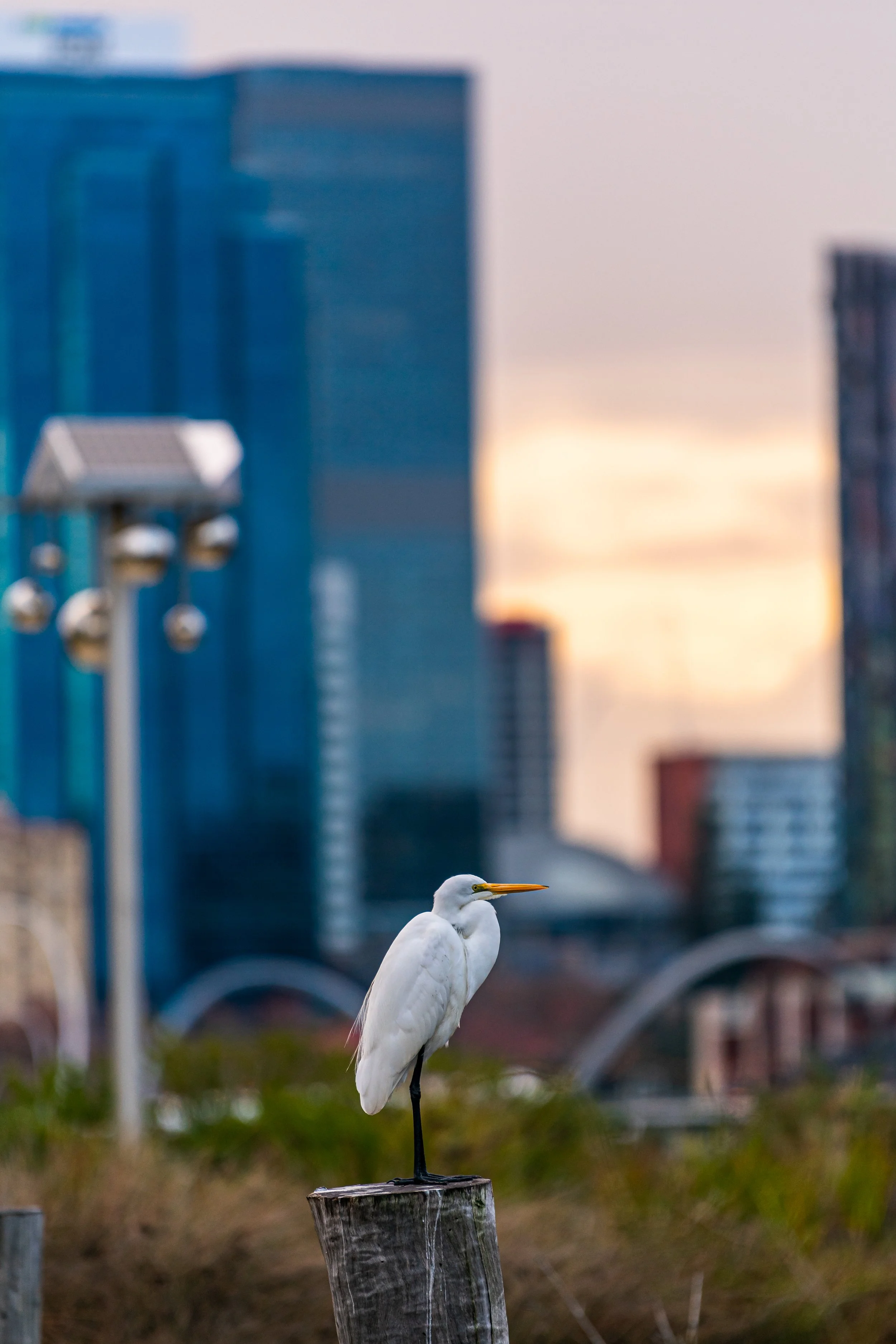 DSC_0084.jpg