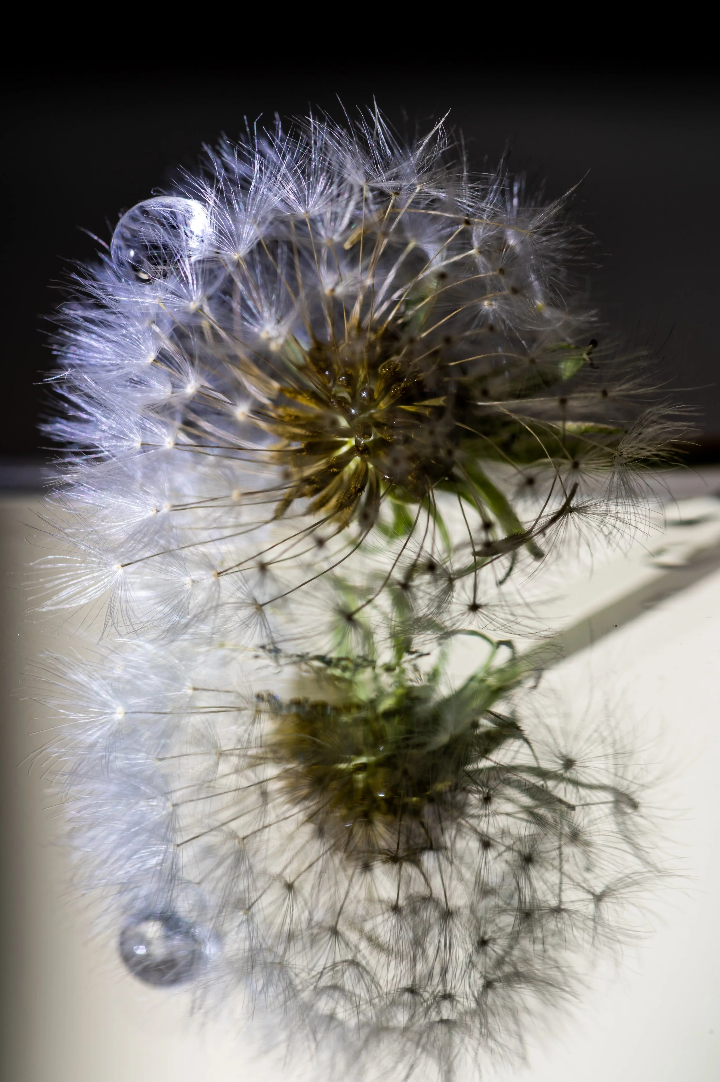 Dandelion-5.jpg