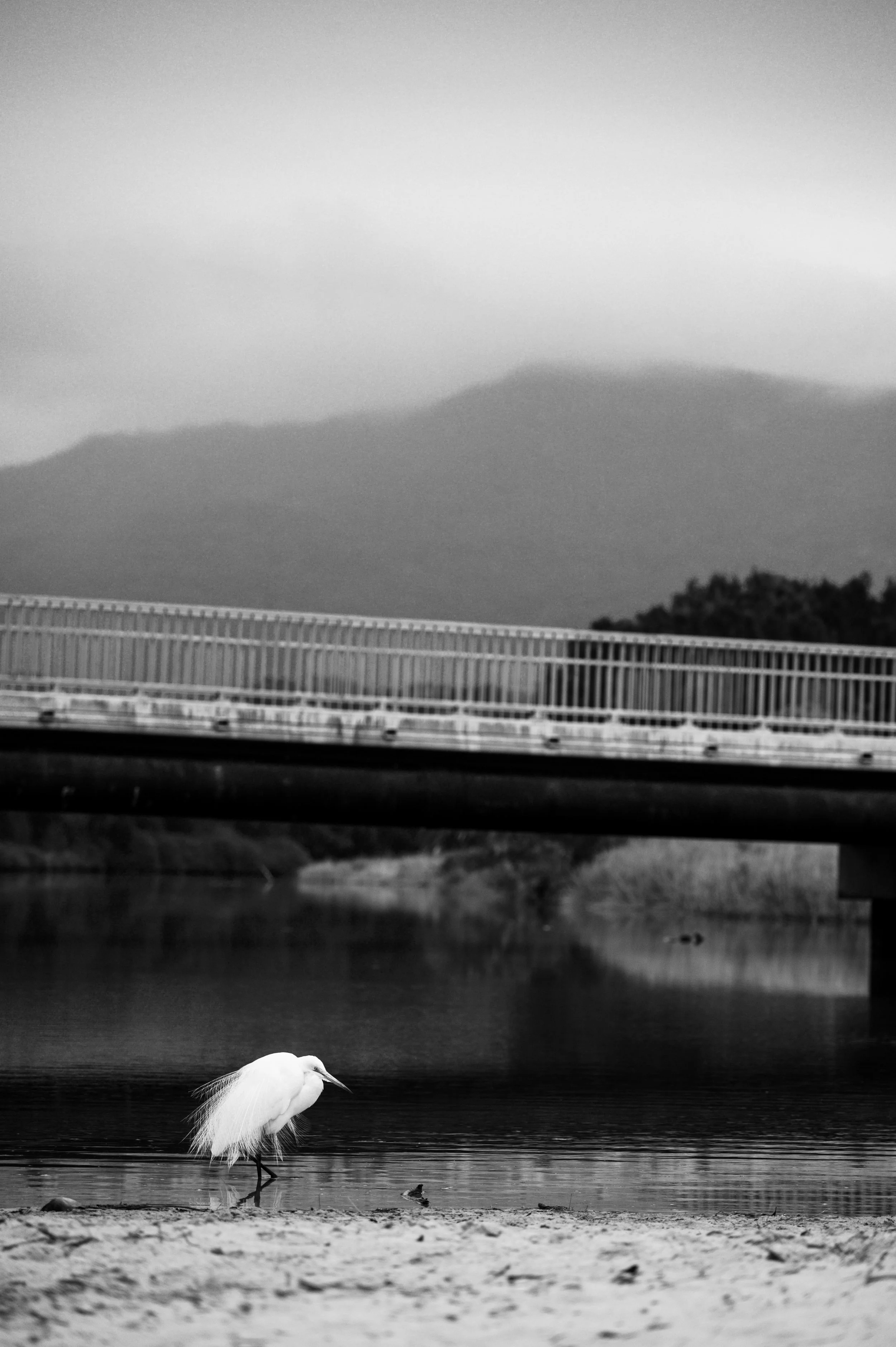 Egret Creek.jpg